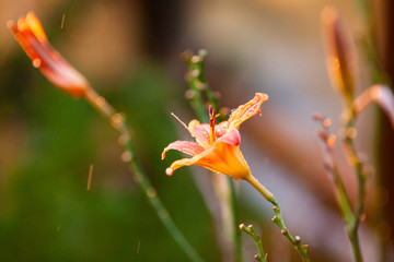 Naklejka na ściany i meble beautiful flower in springtime in the garden