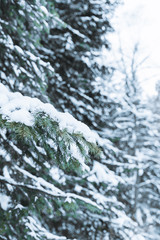 Fototapeta na wymiar Beautiful winter in pine forest. Winter lanscape.