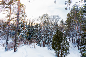 Fototapeta premium Beautiful winter in pine forest. Winter lanscape.