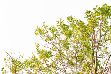 Green leaves on white