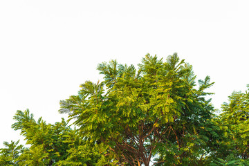Green leaves on white