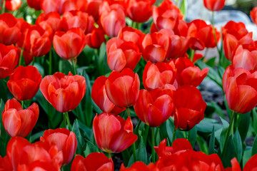 Red blooming tulips 