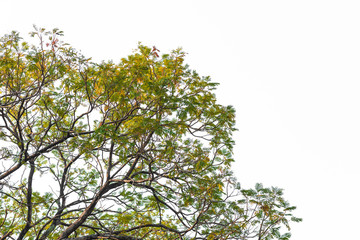 Green leaves on white