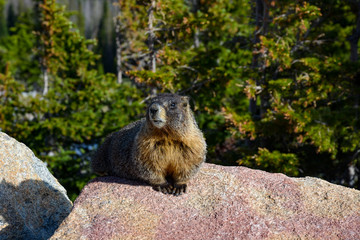 marmot model