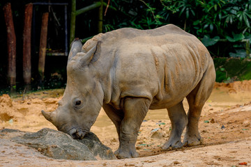 Naklejka premium Close up view of baby rhino