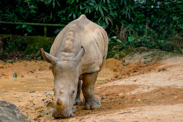 Obraz premium Small baby rhino feeding