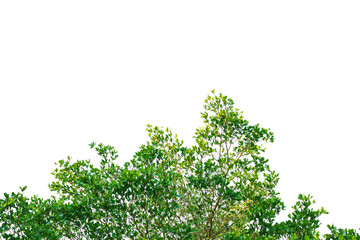 Obraz premium Green leaves on white