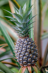 Fototapeta premium Growing small pineapple 