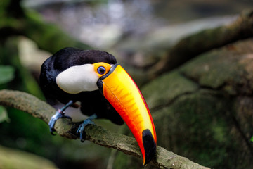 Close up view of toucan 
