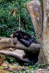 Brown Bear in the Zoo, Singapore