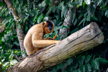 Gibbon Monkey eating carrot, Singapore zoo