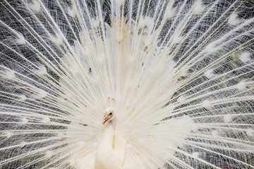 Obraz premium Close up view of white albino Peacock bird