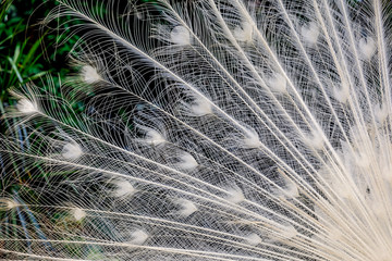 Peacock feathers close up view