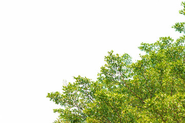 Green leaves on white background