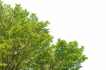 Green leaves on white background