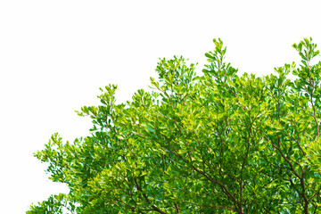 Green leaves on white background