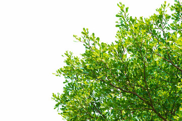 Green leaves on white background