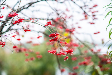 Red ripe viburnum berries in rainy autumn day. Selective focus. Shallow depth of field.