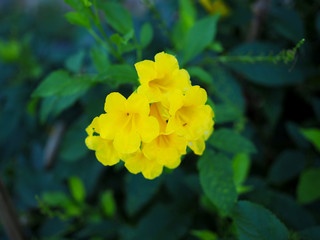Yellow flower in the nature