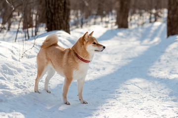 Cute red shiba inu dog in red collar standing in the forest in sunny winter day. 
