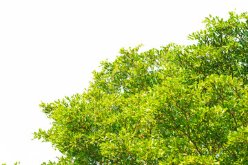 Green leaves on white background