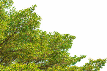 Green leaves on white background