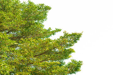 Green leaves on white background