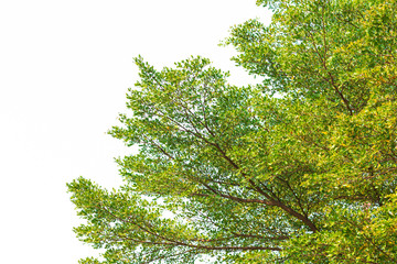 Green leaves on white background