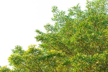 Green leaves on white background