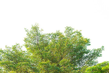 Green leaves on white background
