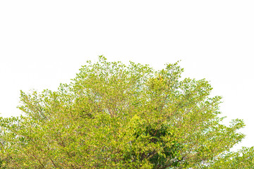 Green leaves on white background