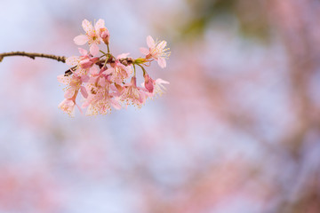 Beautiful cherry blossom.Nature concept background