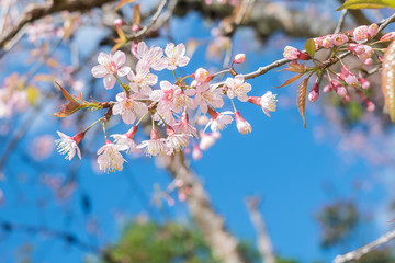 Beautiful cherry blossom.Nature concept background