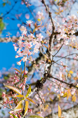 Beautiful cherry blossom.Nature concept background