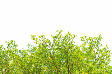 Green leaves on white background