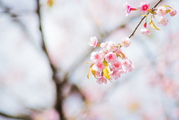 Beautiful cherry blossom.