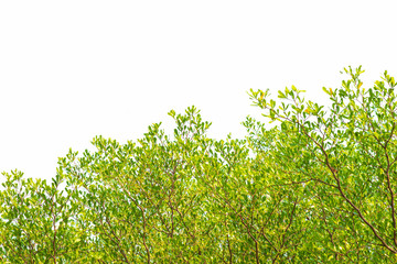 Green leaves on white background