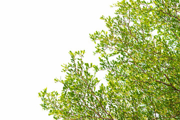 Green leaves on white background