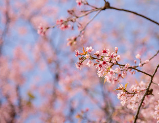 Obraz premium Beautiful cherry blossom.