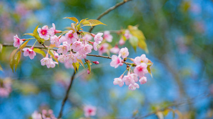 Beautiful cherry blossom.