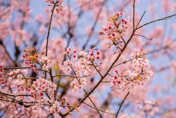 Beautiful cherry blossom.
