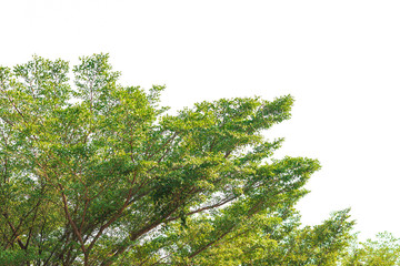 Green leaves on white background