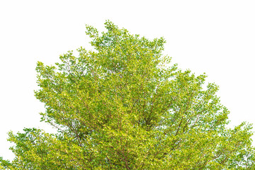 Green leaves on white background