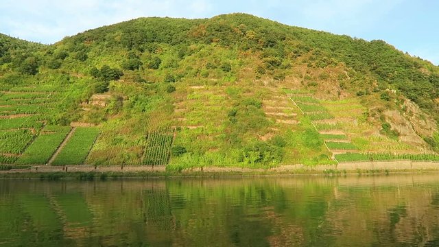 Moselle river vineyard in evening sun. Rhineland-Palatinate in Germany.