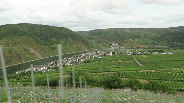 vineyards of Moselle river. In background village Beilstein in Rhineland-Palatinate. (Germany)