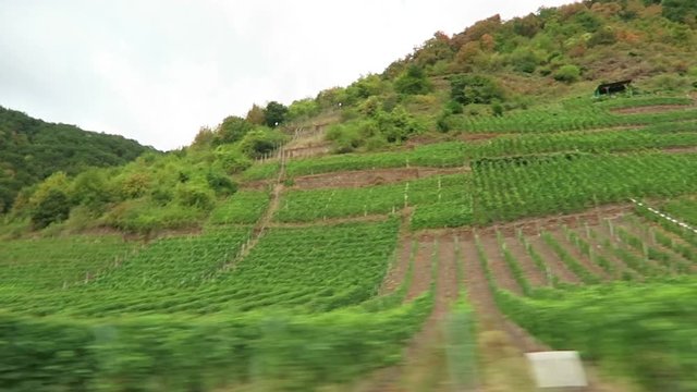 driving along the vineyards of Calmont region at Moselle river (Rhineland-Palatinate, Germany)