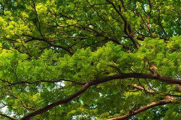 Fototapeta na wymiar Tropical green leaves 