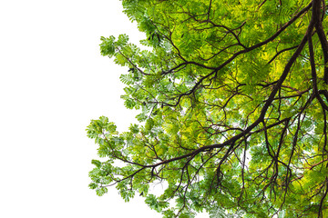 Green leaves on white background