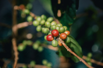 Arabicas Coffee bean on Coffee tree at Doi Chaang in Thailand, Coffee bean Single origin words class specialty.vintage nature background,