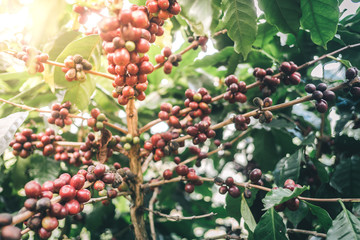 Arabicas Coffee bean on Coffee tree at Doi Chaang in Thailand, Coffee bean Single origin words class specialty.vintage nature background,